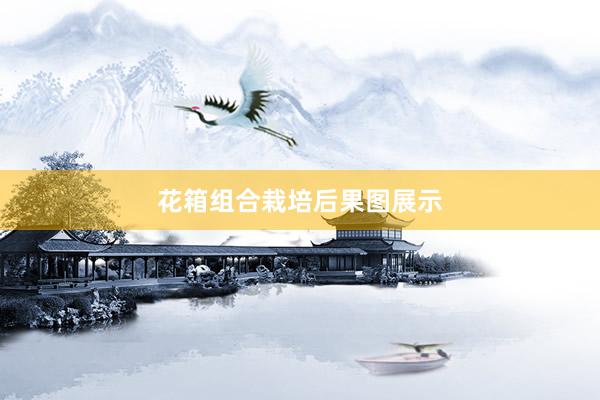 花箱组合栽培后果图展示
